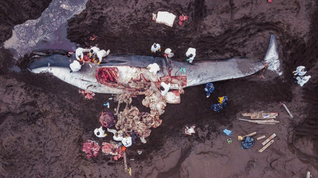 Tras la muerte de las ballenas, investigadores chilenos exigen más protección  Ciencias