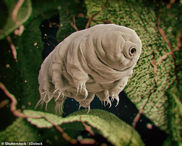 Los tardígrados son animales microscópicos que miden 0.02 pulgadas de largo con una anatomía similar a la de las larvas y cochinillas.  Tienen ocho patas con pequeñas garras (foto de stock)