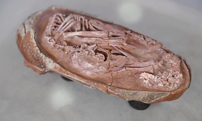 Un huevo de dinosaurio fosilizado es fotografiado en el Museo de Ciencia y Tecnología de Fujian en Fuzhou, provincia de Fujian en el sureste de China, el 22 de diciembre de 2021. Un nuevo estudio que examina un embrión de un huevo de dinosaurio fosilizado ha proporcionado evidencia adicional que respalda la idea de que las aves modernas evolucionaron a partir de los dinosaurios. .  Foto: Xinhua