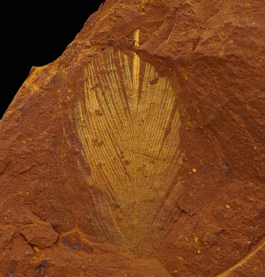 Una pluma fosilizada aparece amarilla en las rocas marrones en las que se encuentra