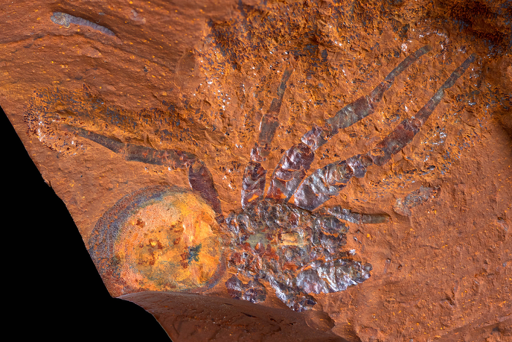 Los fósiles muestran que el interior de Australia fue una vez el hogar de selvas tropicales 'abundantes'
