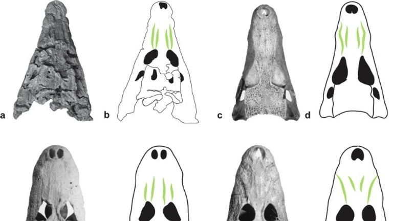 El cráneo de confractosuchus (a y b) se comparó con cocodrilos y caimanes modernos.  Foto: Dr. Matt White/La era australiana de los dinosaurios